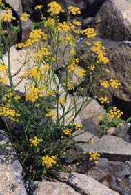 Bupleurum falcatum